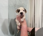 Puppy Potato Boxer-Chinese Shar-Pei Mix