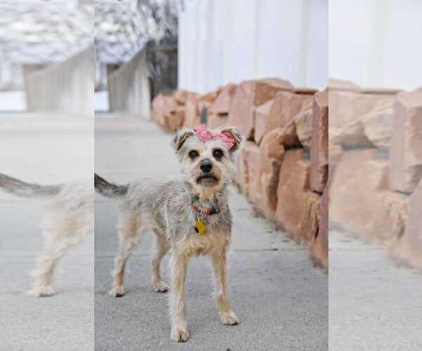 Medium Photo #7 Mutt Puppy For Sale in Sandy, UT, USA