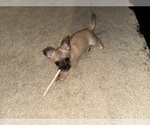Small #3 Mal-Shi-YorkiePoo Mix