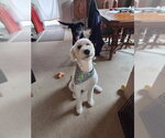 Small Poodle (Standard) Mix