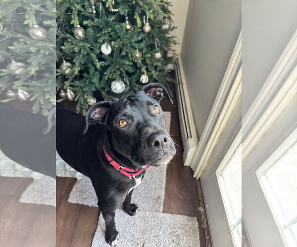 Medium Photo #10 Labrador Retriever-Unknown Mix Puppy For Sale in Doylestown, PA, USA