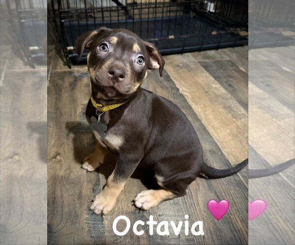 Medium Photo #1 American Staffordshire Terrier-Unknown Mix Puppy For Sale in Holly Springs, NC, USA