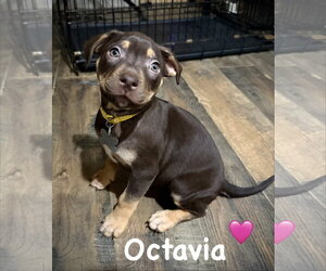American Staffordshire Terrier-Unknown Mix Dogs for adoption in Holly Springs, NC, USA