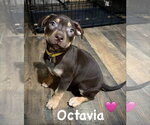 Octavia- Belles & Beau Litter - Female American Staffordshire Terrier-Unknown Mix Dog for Adoption - Small photo