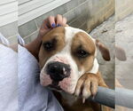 Small #1 Boxer Mix