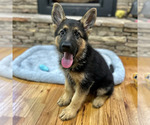 Small Photo #6 German Shepherd Dog Puppy For Sale in LENOIR, NC, USA
