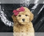 Small #2 Maltipoo