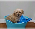 Small Photo #6 Shorkie Tzu Puppy For Sale in MARIETTA, GA, USA