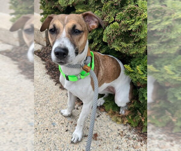 Medium Photo #1 Jack Russell Terrier Puppy For Sale in Lancaster, PA, USA