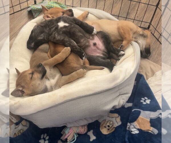 Medium Photo #7 Mutt Puppy For Sale in Dana Point, CA, USA