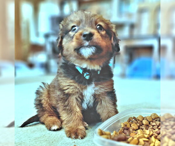 Medium Photo #3 Borador Puppy For Sale in Rutherfordton, NC, USA