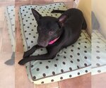 Small #3 Mutt