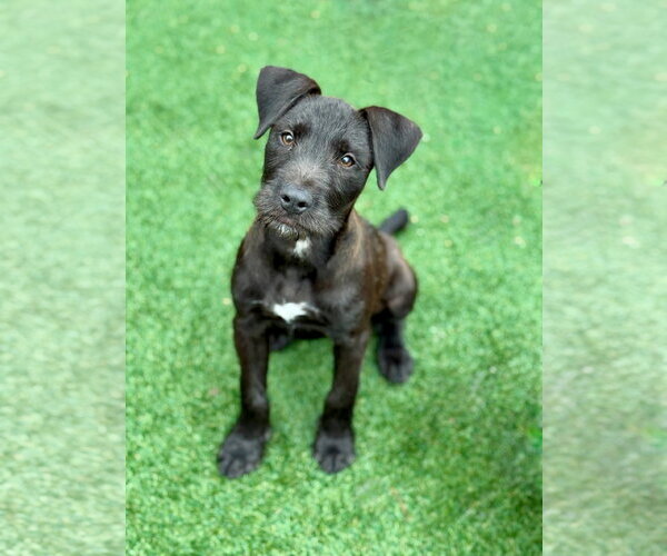 Medium Photo #5 Mutt Puppy For Sale in PIPE CREEK, TX, USA