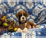 Small Photo #8 Boxer Puppy For Sale in QUARRYVILLE, PA, USA