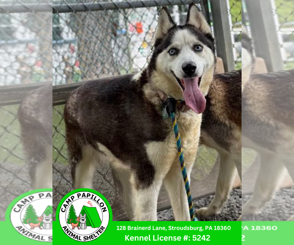 Medium Photo #5 Siberian Husky Puppy For Sale in Stroudsburg, PA, USA