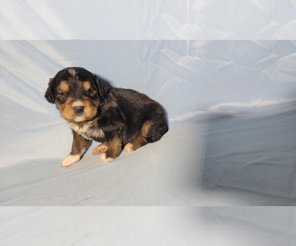 Medium Photo #94 Golden Mountain Dog Puppy For Sale in BLACK FOREST, CO, USA