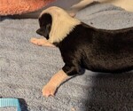 Small Photo #5 Australian Shepherd Puppy For Sale in SYLVA, NC, USA