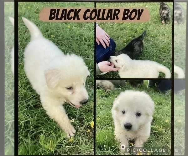 Medium Photo #3 German Shepherd Dog Puppy For Sale in WACO, TX, USA