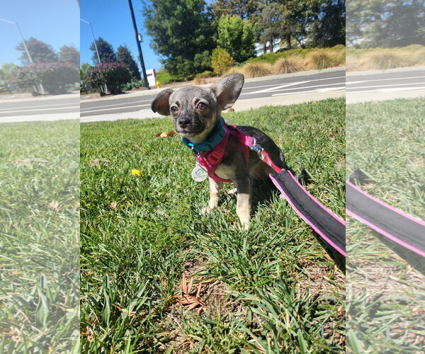 Medium Photo #3 Chihuahua-Unknown Mix Puppy For Sale in San Jose, CA, USA