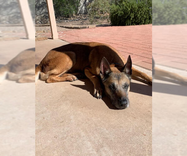 Medium Photo #6 Mutt Puppy For Sale in Stevens Point, WI, USA