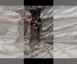 Small #2 Jack Russell Terrier
