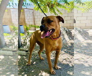Boxer-Unknown Mix Dogs for adoption in Dana Point, CA, USA