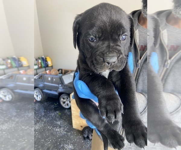 Medium Photo #5 Cane Corso Puppy For Sale in STOCKBRIDGE, GA, USA