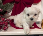 Small Photo #60 Maltese Puppy For Sale in GOSHEN, IN, USA