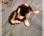 Small Photo #10 Australian Shepherd Puppy For Sale in HERNANDO, MS, USA