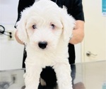Small Photo #5 Sheepadoodle Puppy For Sale in HUNTINGTON BEACH, CA, USA