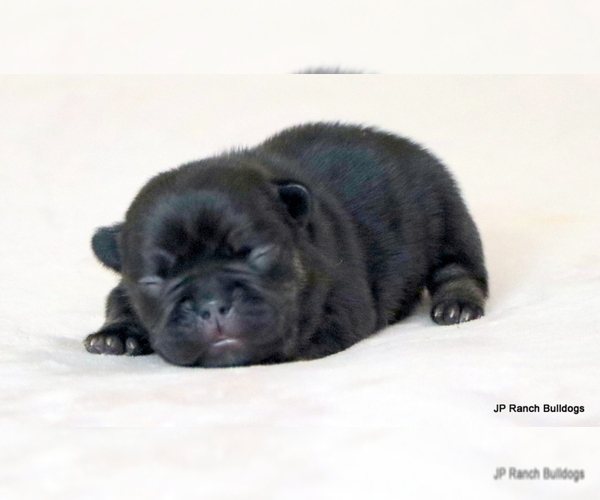 Medium Photo #4 French Bulldog Puppy For Sale in WINNSBORO, TX, USA