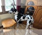 Small Photo #1 Great Dane Puppy For Sale in NILES, OH, USA
