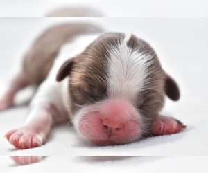 Shih Tzu Puppy for sale in PALM COAST, FL, USA