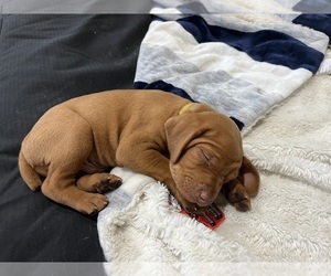 Vizsla Puppy for Sale in CANBY, Oregon USA