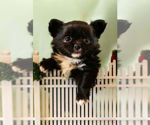 Medium Photo #5 Chihuahua Puppy For Sale in NEWVILLE, PA, USA