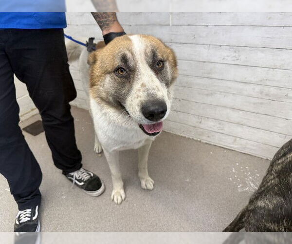 Medium Photo #1 Siberian Husky-Unknown Mix Puppy For Sale in San Bernardino, CA, USA