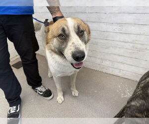 Siberian Husky-Unknown Mix Dogs for adoption in San Bernardino, CA, USA