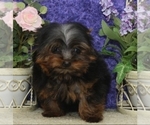 Small Photo #5 Yorkshire Terrier Puppy For Sale in SHAWNEE, OK, USA