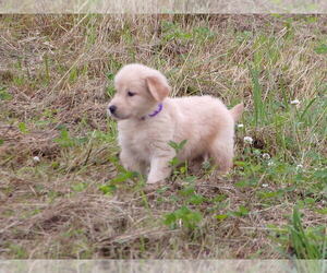 Golden Retriever Puppy for sale in CROSSVILLE, TN, USA