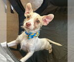 Small #1 Chihuahua-Parson Russell Terrier Mix