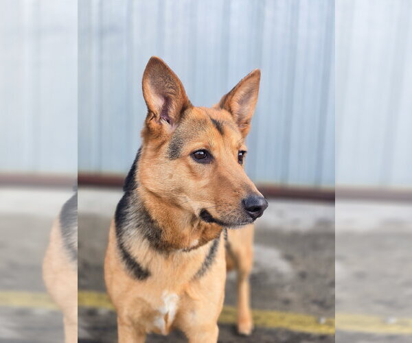 Medium Photo #7 Mutt Puppy For Sale in Sandy, UT, USA