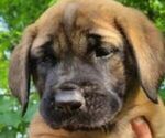 Small Photo #4 Mastiff Puppy For Sale in DELAVAN, WI, USA