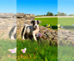Small #15 Basenji-Rat Terrier Mix