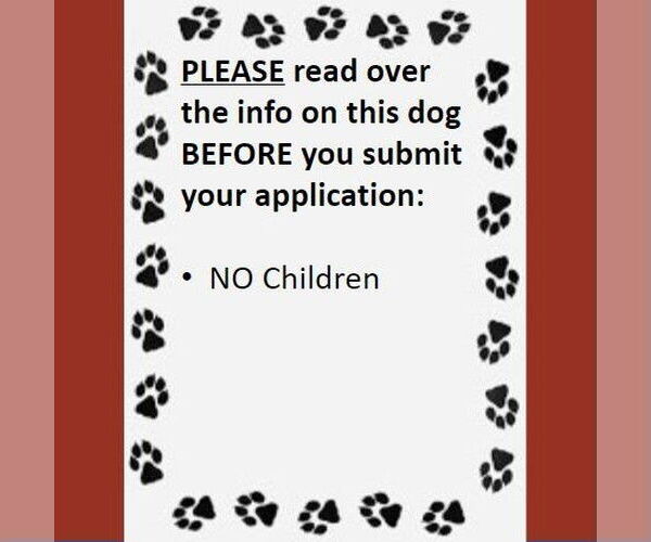 Medium Photo #4 Chihuahua-Unknown Mix Puppy For Sale in Fargo, ND, USA