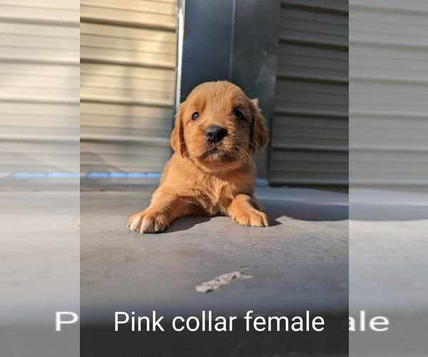Medium Photo #22 Golden Retriever Puppy For Sale in RAEFORD, NC, USA