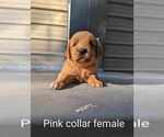 Small Photo #22 Golden Retriever Puppy For Sale in RAEFORD, NC, USA