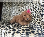 Small #4 Cavapoo