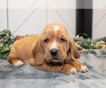 Puppy Dallas Basset Hound
