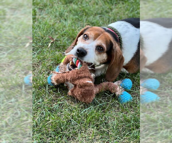 Medium Photo #11 Beagle Puppy For Sale in Boonton, NJ, USA