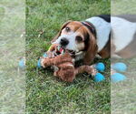 Small #10 Beagle